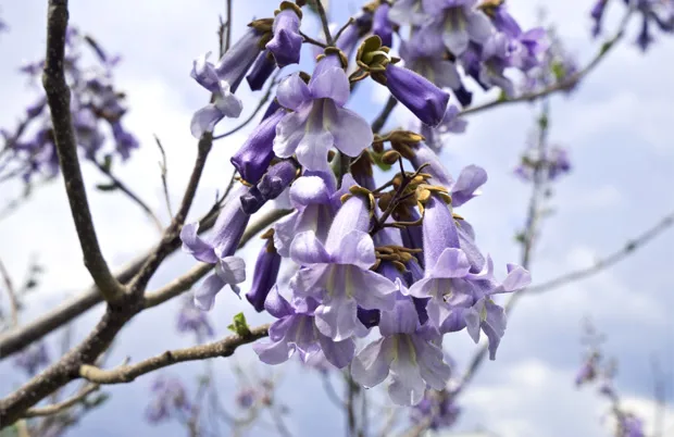 Saatgut, Samen Blauglockenbaum, Kiribaum (Paulownia tomentosa), Klimabaum, 100 Stk.